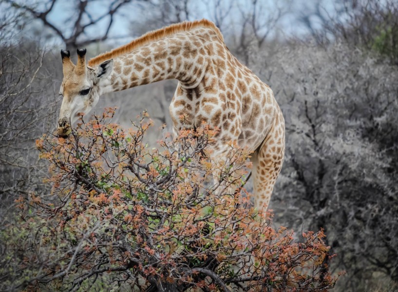 点击大图看下一张：野生动物长颈鹿图片