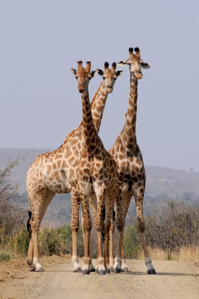 点击大图看下一张：野生动物长颈鹿图片