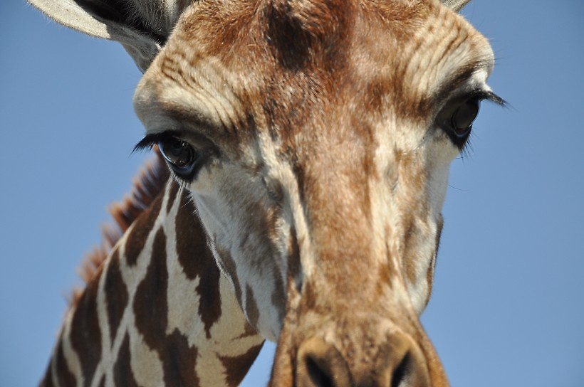 点击大图看下一张：长颈鹿的头部图片