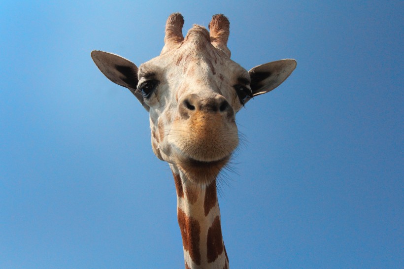 点击大图看下一张：长颈鹿的头部图片