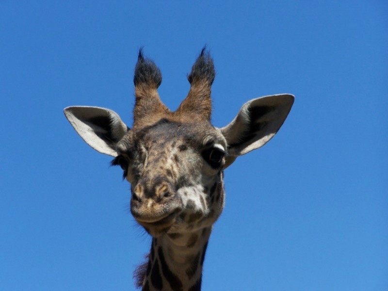 点击大图看下一张：可爱长颈鹿头部特写图片