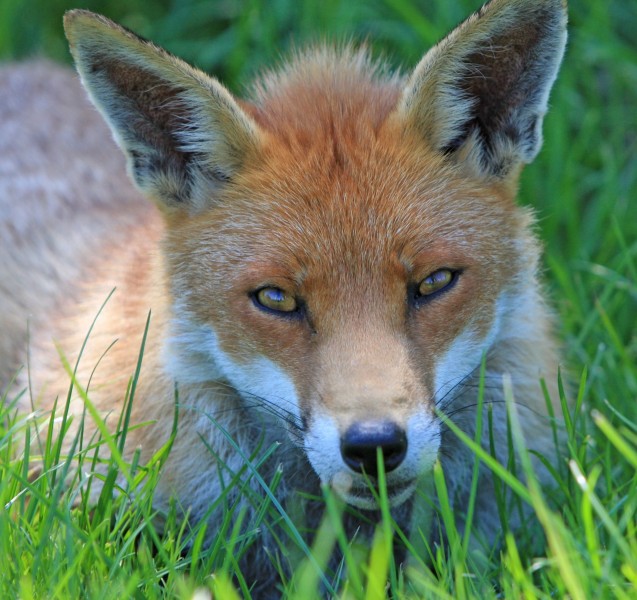点击大图看下一张：狡猾的赤狐图片
