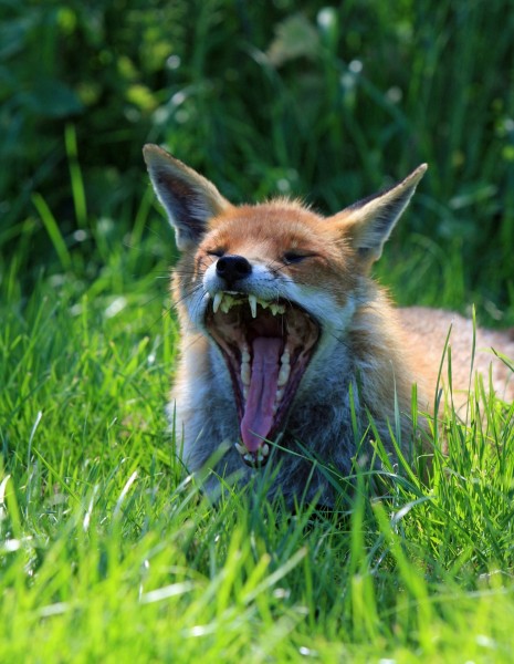 点击大图看下一张：狡猾的赤狐图片