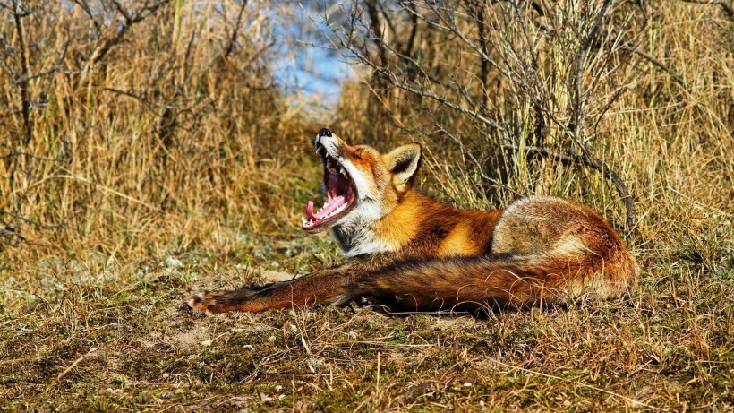 点击大图看下一张：赤狐的图片