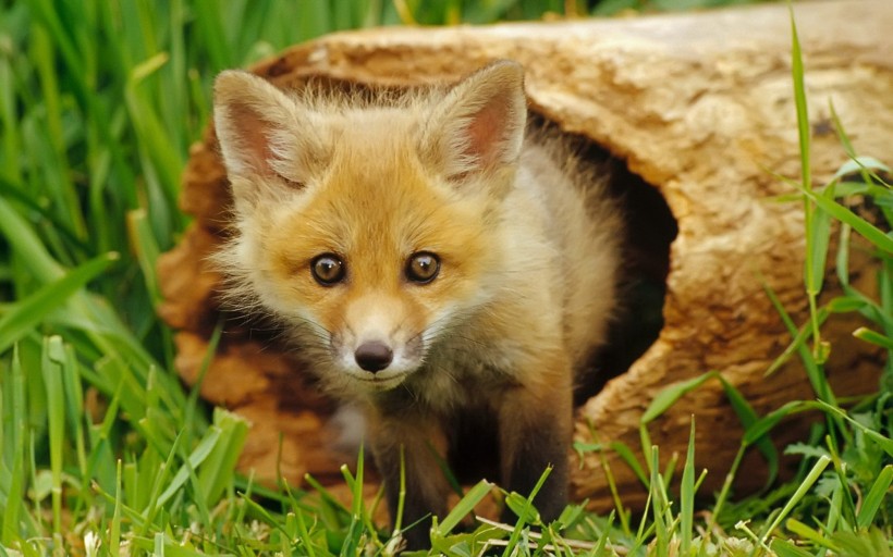 点击大图看下一张：赤狐的图片