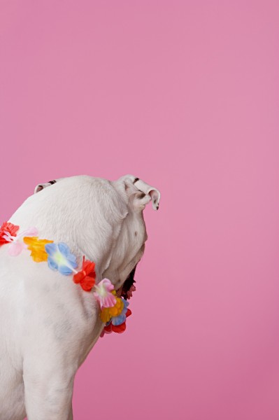 点击大图看下一张：宠物狗最佳特写图片