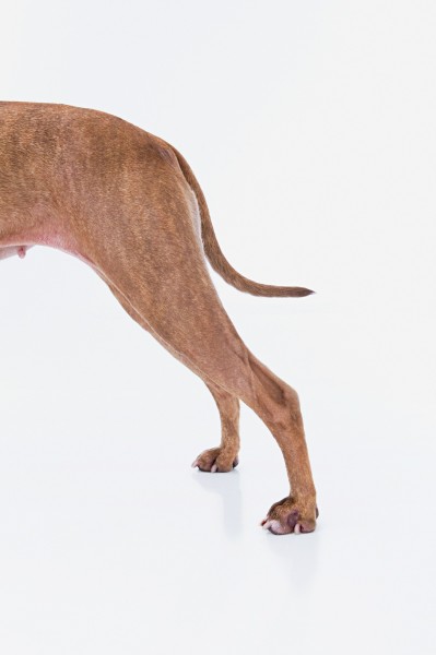 点击大图看下一张：宠物狗最佳特写图片