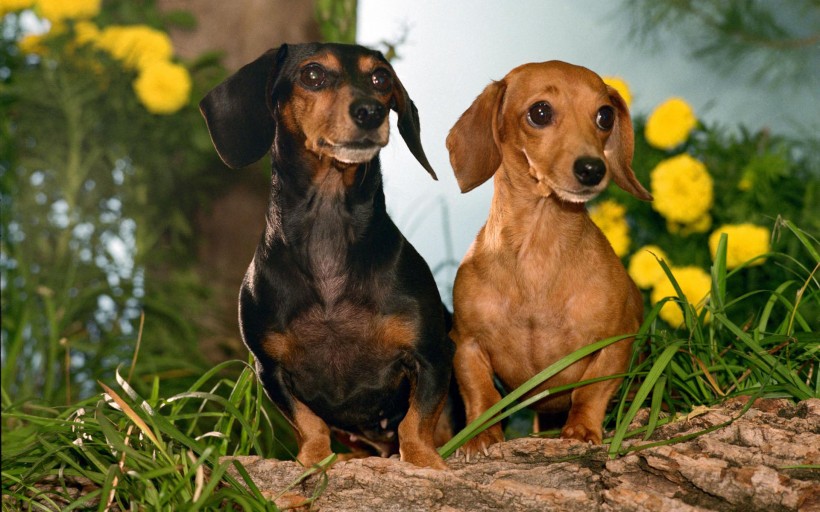 点击大图看下一张：宠物狗图片