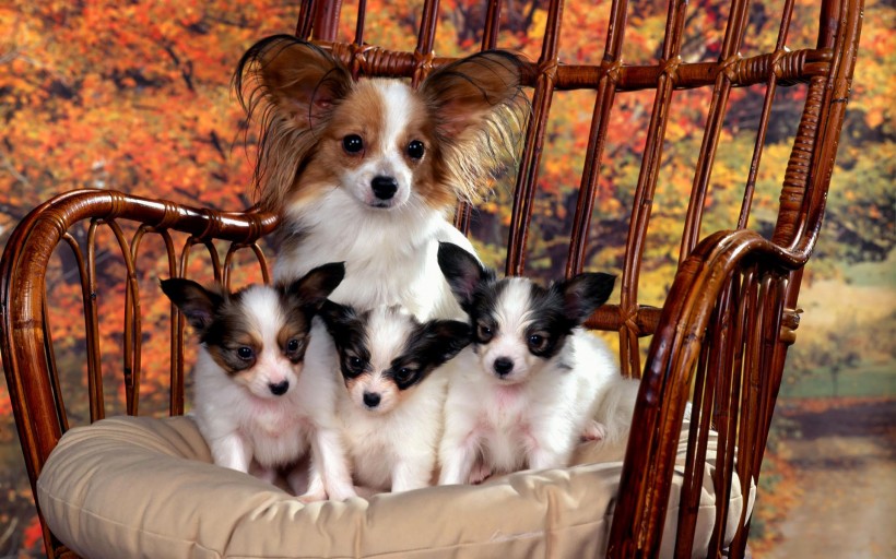 点击大图看下一张:宠物狗图片