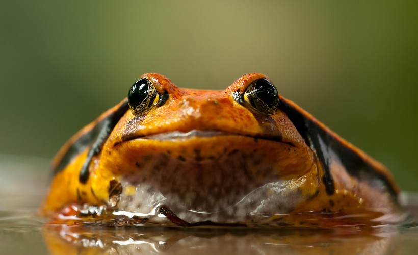 点击大图看下一张：丑陋的青蛙图片