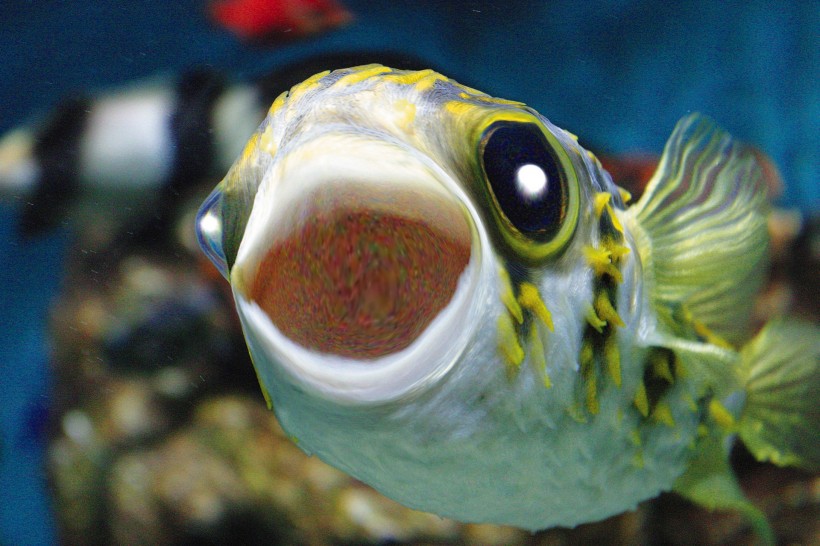 点击大图看下一张:抽象有趣的动物图片