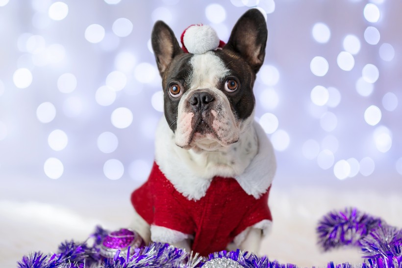 点击大图看下一张：穿圣诞装的可爱小狗图片