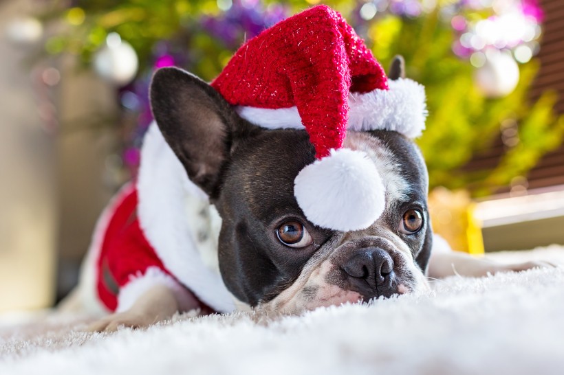 点击大图看下一张：穿圣诞装的可爱小狗图片