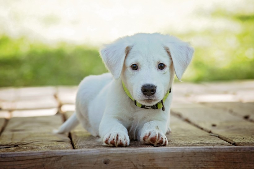 点击大图看下一张：纯白的小狗图片