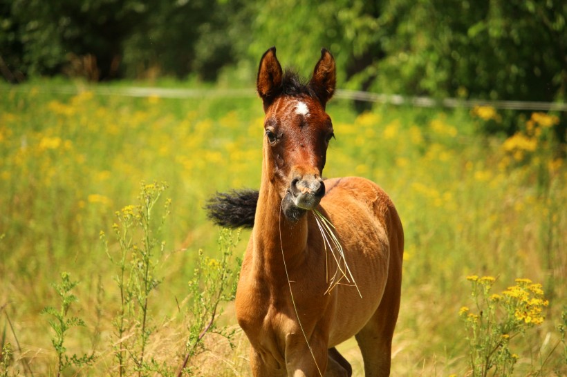 点击大图看下一张:阿拉伯马图片