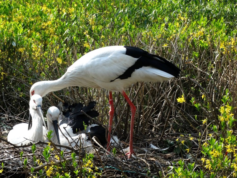 点击大图看下一张:东方白鹳图片