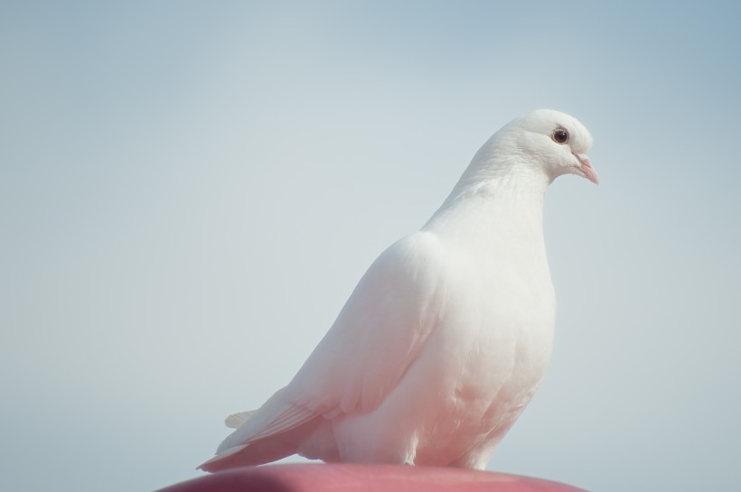 点击大图看下一张：代表和平的鸽子图片