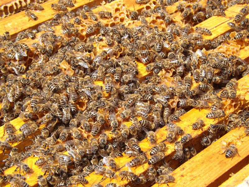 点击大图看下一张：蜜蜂和蜂巢图片