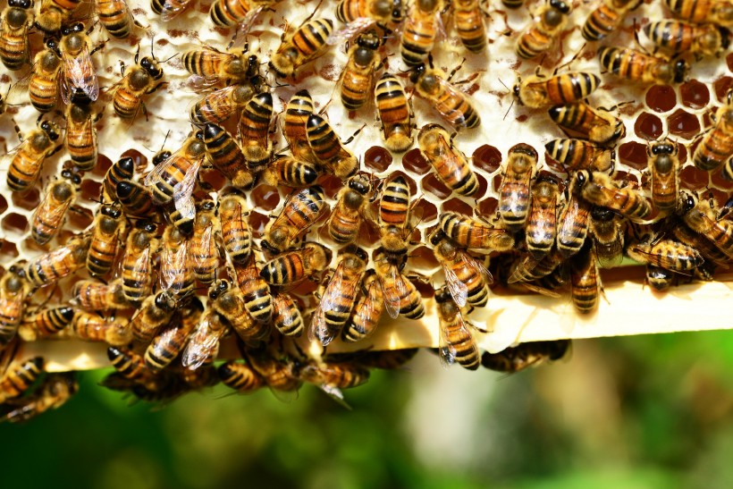 点击大图看下一张：蜜蜂和蜂巢图片