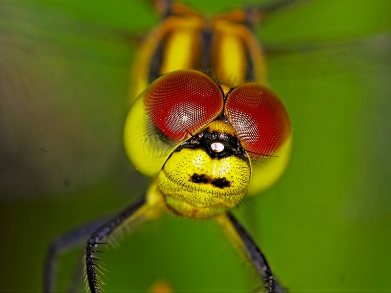 点击大图看下一张：微距昆虫的复眼图片
