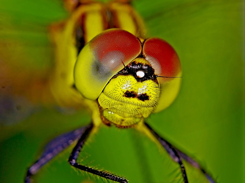 点击大图看下一张：微距昆虫的复眼图片