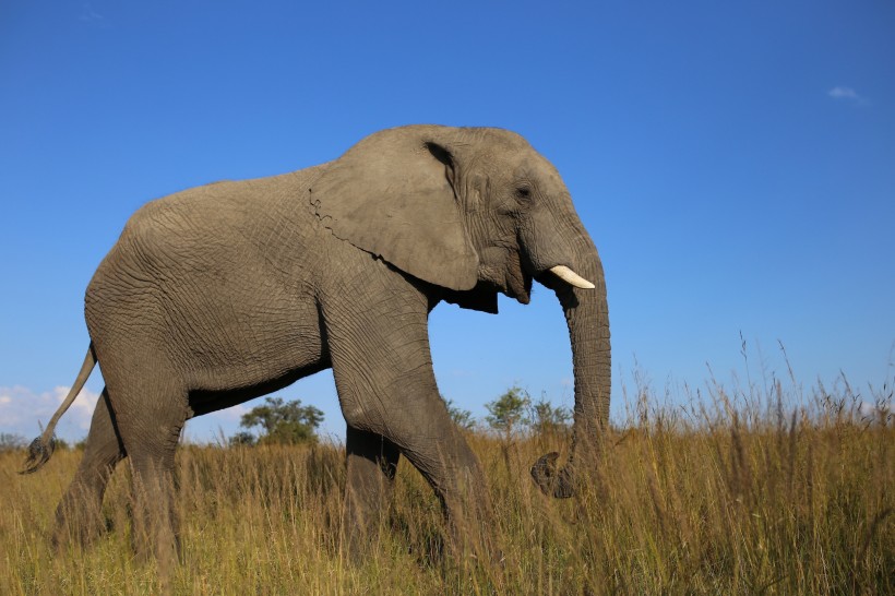 点击大图看下一张：丛林中的大象图片