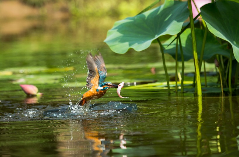 点击大图看下一张：荷塘上的翠鸟图片