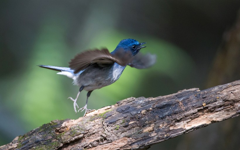 点击大图看下一张：海南蓝仙鹟鸟类图片