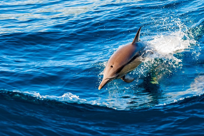 点击大图看下一张：大海中海豚图片