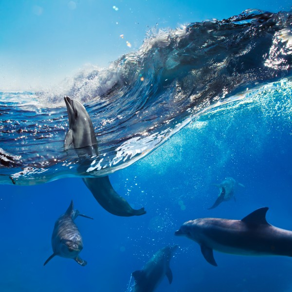 点击大图看下一张：大海中海豚图片