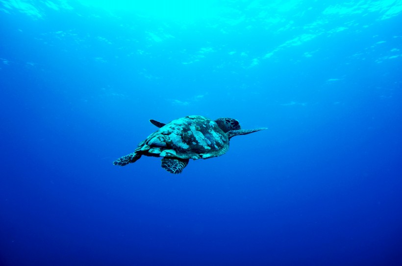 点击大图看下一张：大海里的海龟图片