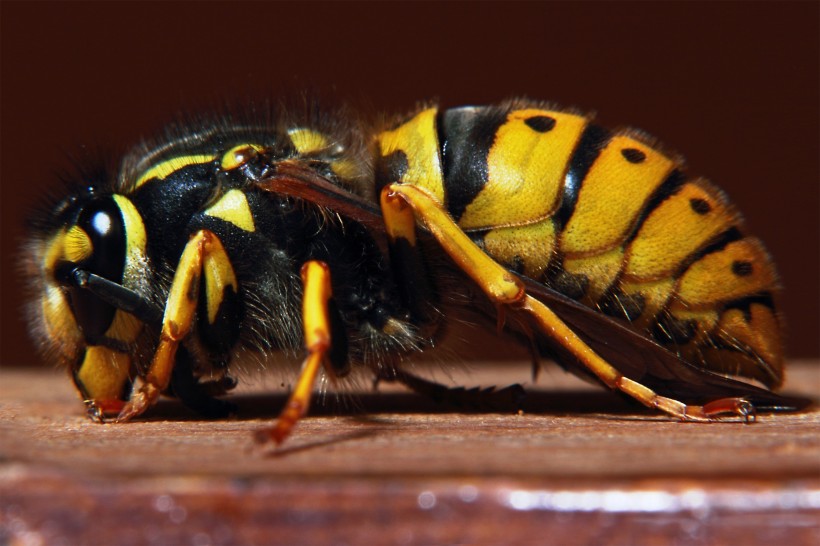 点击大图看下一张：野生大黄蜂图片