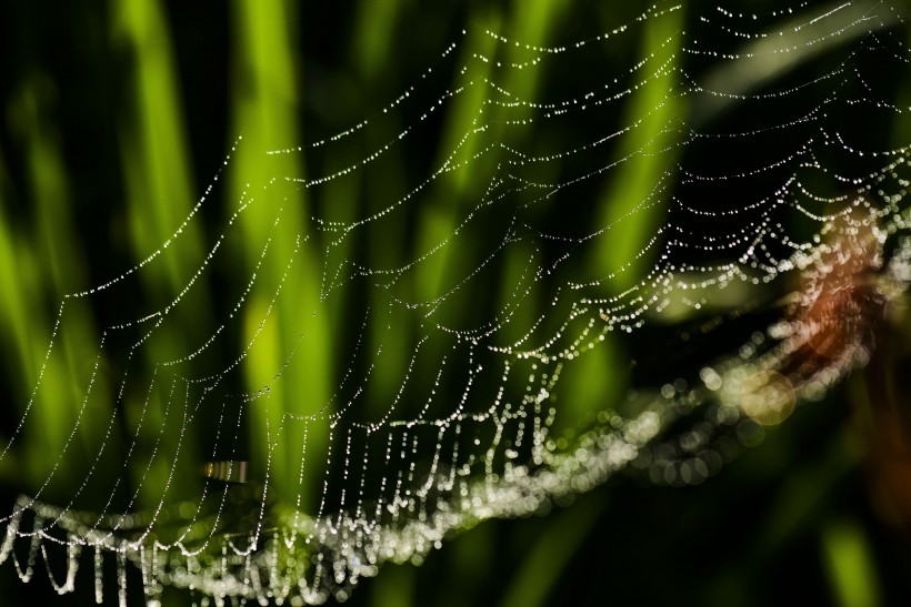 点击大图看下一张：带露珠的蜘蛛网图片