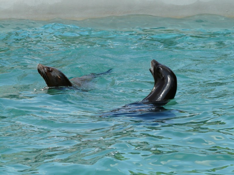 点击大图看下一张：呆萌的海狮图片
