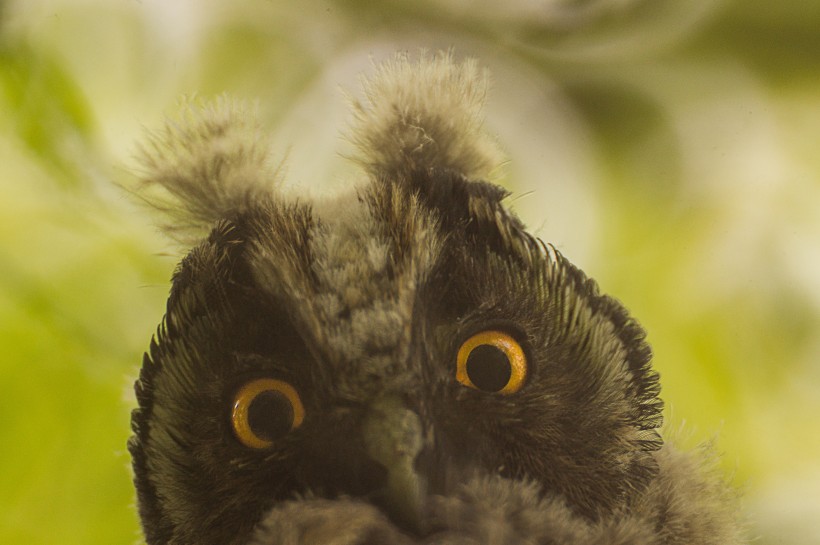 点击大图看下一张：呆萌可爱的猫头鹰图片