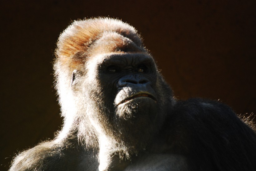 点击大图看下一张：呆萌的大猩猩图片