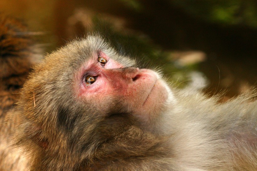 点击大图看下一张：呆萌的猴子图片