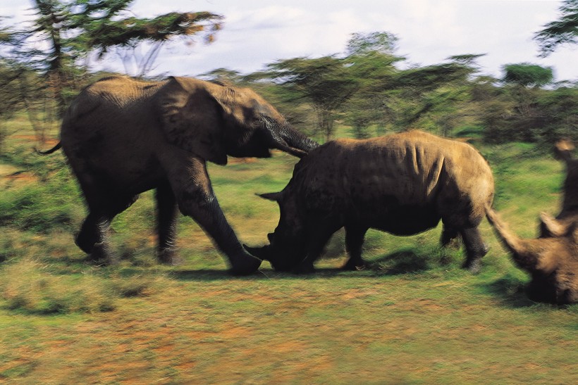 点击大图看下一张：打架的大象图片
