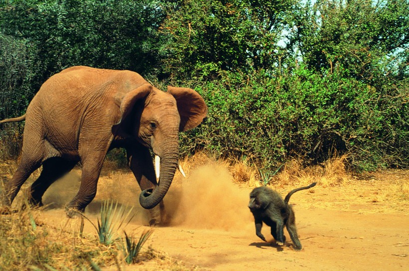 点击大图看下一张：打架的大象图片