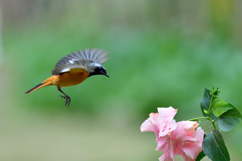 点击大图看下一张：追逐花朵的北红尾鸲雄鸟图片
