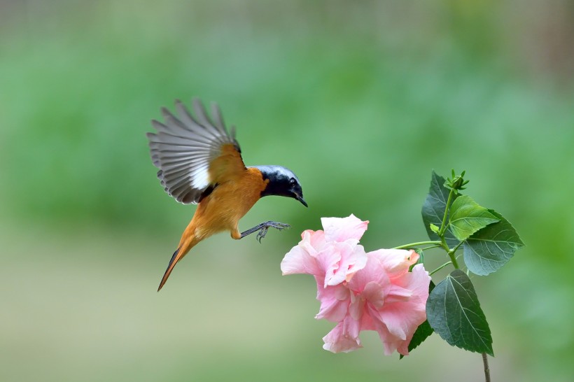 点击大图看下一张：追逐花朵的北红尾鸲雄鸟图片