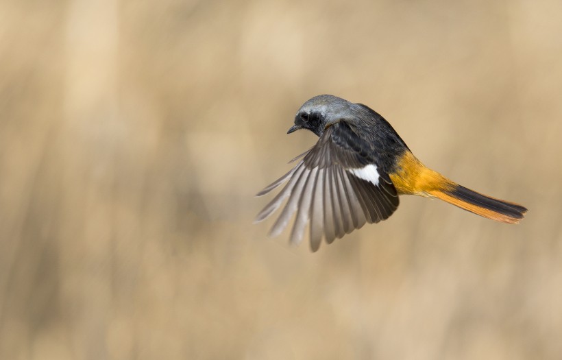 点击大图看下一张:北红尾鸲图片