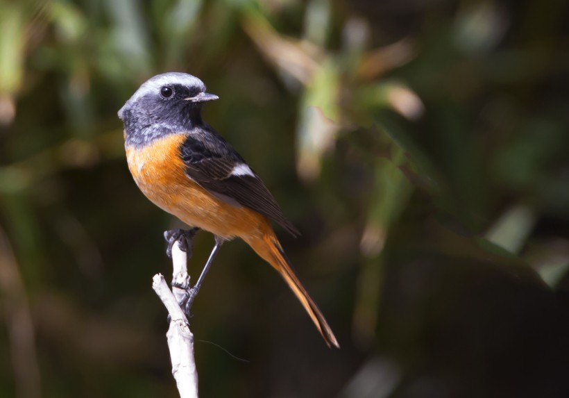 点击大图看下一张:北红尾鸲图片