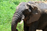 非洲大象图片_18张