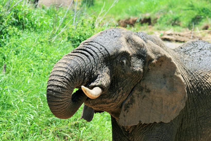 点击大图看下一张：非洲大象图片