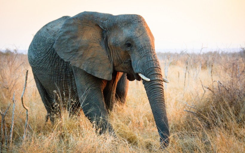 点击大图看下一张：非洲草原上散步的大象图片