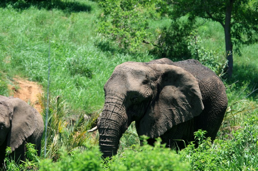 点击大图看下一张：非洲大象图片