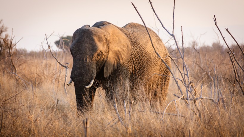 点击大图看下一张：非洲草原上散步的大象图片