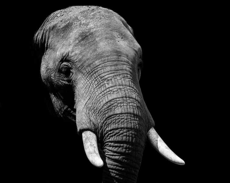 点击大图看下一张：大象的头部图片