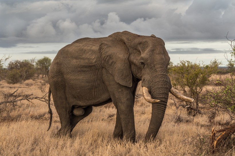 点击大图看下一张：身形巨大的野生大象图片